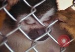 Image of LSD experiments animal testing San Francisco California USA, 1968, second 14 stock footage video 65675021680
