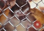 Image of LSD experiments animal testing San Francisco California USA, 1968, second 15 stock footage video 65675021680