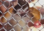 Image of LSD experiments animal testing San Francisco California USA, 1968, second 16 stock footage video 65675021680