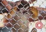 Image of LSD experiments animal testing San Francisco California USA, 1968, second 17 stock footage video 65675021680