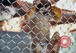 Image of LSD experiments animal testing San Francisco California USA, 1968, second 19 stock footage video 65675021680