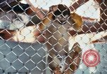 Image of LSD experiments animal testing San Francisco California USA, 1968, second 20 stock footage video 65675021680