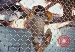 Image of LSD experiments animal testing San Francisco California USA, 1968, second 24 stock footage video 65675021680