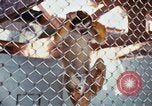 Image of LSD experiments animal testing San Francisco California USA, 1968, second 25 stock footage video 65675021680