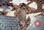 Image of LSD experiments animal testing San Francisco California USA, 1968, second 26 stock footage video 65675021680