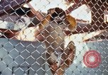 Image of LSD experiments animal testing San Francisco California USA, 1968, second 29 stock footage video 65675021680
