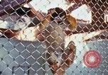 Image of LSD experiments animal testing San Francisco California USA, 1968, second 31 stock footage video 65675021680