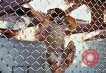 Image of LSD experiments animal testing San Francisco California USA, 1968, second 33 stock footage video 65675021680