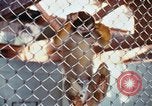 Image of LSD experiments animal testing San Francisco California USA, 1968, second 34 stock footage video 65675021680