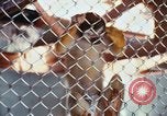 Image of LSD experiments animal testing San Francisco California USA, 1968, second 35 stock footage video 65675021680