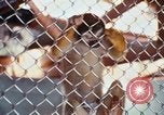 Image of LSD experiments animal testing San Francisco California USA, 1968, second 36 stock footage video 65675021680