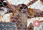 Image of LSD experiments animal testing San Francisco California USA, 1968, second 37 stock footage video 65675021680