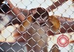 Image of LSD experiments animal testing San Francisco California USA, 1968, second 38 stock footage video 65675021680