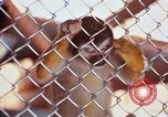 Image of LSD experiments animal testing San Francisco California USA, 1968, second 39 stock footage video 65675021680