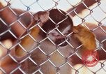 Image of LSD experiments animal testing San Francisco California USA, 1968, second 40 stock footage video 65675021680
