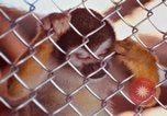 Image of LSD experiments animal testing San Francisco California USA, 1968, second 41 stock footage video 65675021680