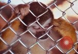 Image of LSD experiments animal testing San Francisco California USA, 1968, second 42 stock footage video 65675021680