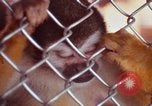 Image of LSD experiments animal testing San Francisco California USA, 1968, second 43 stock footage video 65675021680