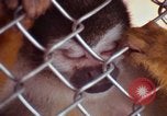 Image of LSD experiments animal testing San Francisco California USA, 1968, second 44 stock footage video 65675021680