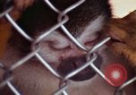 Image of LSD experiments animal testing San Francisco California USA, 1968, second 45 stock footage video 65675021680