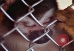 Image of LSD experiments animal testing San Francisco California USA, 1968, second 46 stock footage video 65675021680