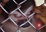 Image of LSD experiments animal testing San Francisco California USA, 1968, second 47 stock footage video 65675021680