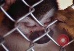 Image of LSD experiments animal testing San Francisco California USA, 1968, second 48 stock footage video 65675021680