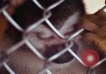 Image of LSD experiments animal testing San Francisco California USA, 1968, second 49 stock footage video 65675021680