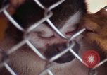 Image of LSD experiments animal testing San Francisco California USA, 1968, second 50 stock footage video 65675021680