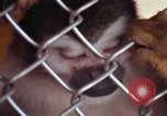 Image of LSD experiments animal testing San Francisco California USA, 1968, second 51 stock footage video 65675021680