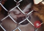Image of LSD experiments animal testing San Francisco California USA, 1968, second 52 stock footage video 65675021680
