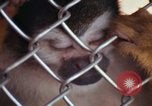 Image of LSD experiments animal testing San Francisco California USA, 1968, second 53 stock footage video 65675021680