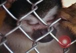 Image of LSD experiments animal testing San Francisco California USA, 1968, second 54 stock footage video 65675021680