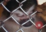 Image of LSD experiments animal testing San Francisco California USA, 1968, second 55 stock footage video 65675021680