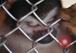 Image of LSD experiments animal testing San Francisco California USA, 1968, second 56 stock footage video 65675021680