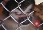 Image of LSD experiments animal testing San Francisco California USA, 1968, second 57 stock footage video 65675021680