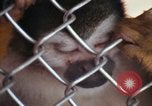 Image of LSD experiments animal testing San Francisco California USA, 1968, second 58 stock footage video 65675021680