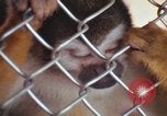 Image of LSD experiments animal testing San Francisco California USA, 1968, second 59 stock footage video 65675021680