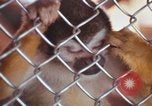 Image of LSD experiments animal testing San Francisco California USA, 1968, second 60 stock footage video 65675021680