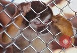 Image of LSD experiments animal testing San Francisco California USA, 1968, second 61 stock footage video 65675021680