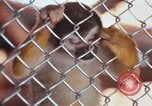 Image of LSD experiments animal testing San Francisco California USA, 1968, second 62 stock footage video 65675021680