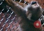Image of LSD experiments San Francisco California USA, 1968, second 3 stock footage video 65675021681