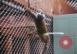 Image of LSD experiments San Francisco California USA, 1968, second 5 stock footage video 65675021681