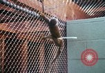 Image of LSD experiments San Francisco California USA, 1968, second 6 stock footage video 65675021681