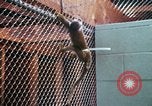 Image of LSD experiments San Francisco California USA, 1968, second 7 stock footage video 65675021681