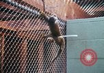 Image of LSD experiments San Francisco California USA, 1968, second 9 stock footage video 65675021681