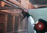 Image of LSD experiments San Francisco California USA, 1968, second 12 stock footage video 65675021681