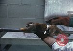 Image of LSD experiments San Francisco California USA, 1968, second 36 stock footage video 65675021681