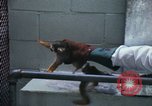 Image of LSD experiments San Francisco California USA, 1968, second 42 stock footage video 65675021681
