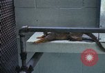 Image of LSD experiments San Francisco California USA, 1968, second 47 stock footage video 65675021681